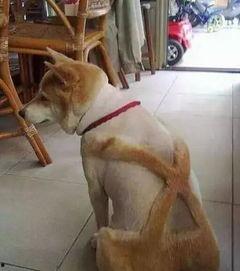 狗狗最新爆料文案搞笑句子,笑料横生的爆料瞬间